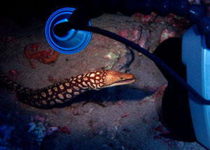 Curiosity tempts this Tiger Moray to leave the safety of its hole to investigate the camera.