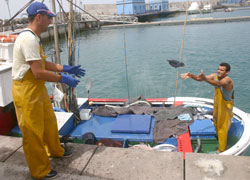 The García brothers unload their catch one by one and into the waiting cool truck.