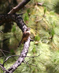 A kestrel: difficult to spot and even more difficult to photograh.