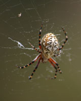 The common spiders of Tenerife are beautiful.