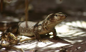 Common lizard.