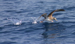 Waddling over the water to get airborne.