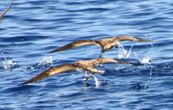 Waddling over the water to get airborne.