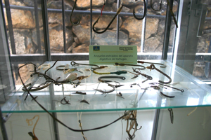 Just a few of the many hooks removed surgically from turtles at the rescue centre in Gran Canaria.