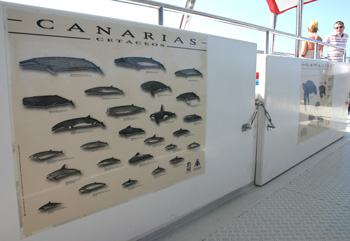 Posters showing the different species of marine life in the Canary Islands are hung around the vessel.